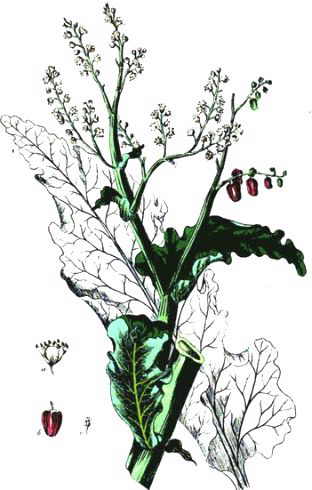 illustration of stem, leaves, inflorescence, flower and rhubarb fruit