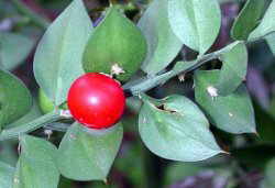 Butchers' broom