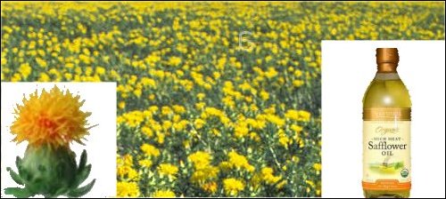 safflower, safflower field and safflower oil