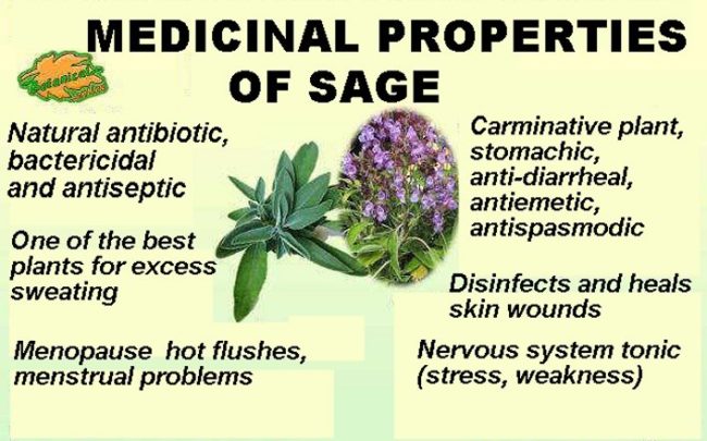  medicinal properties of sage