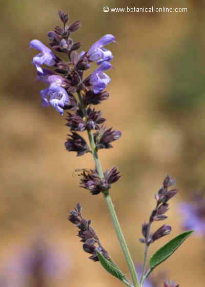 Sage inflorescence