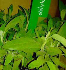 Infusions of sage leaves decrease sweat