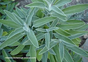 Sage leaves