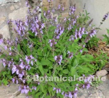 Cultivated sage in a garden