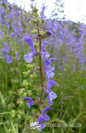 Salvia pratensis