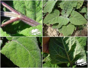 sage sclarea plant details