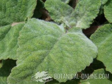 Detail of the hairy leaves of clary sage