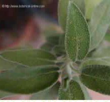 Sage for bad odor in armpits and genitals