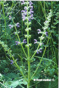 Salvia pratensis