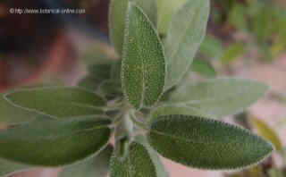 Photo of salvia leaves 