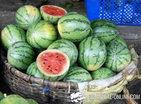 Watermelons in a market