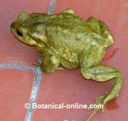 Toad
