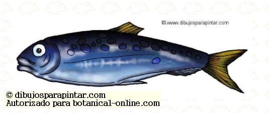 Image of sardine