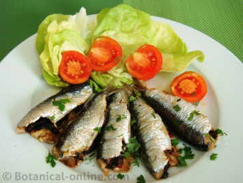 Baked sardines