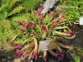 carnivorous plant Sarracenia purpurea 