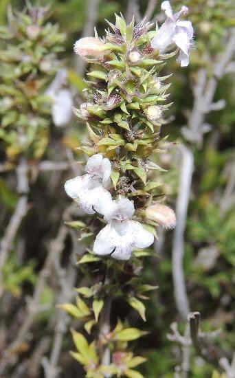 winter savory flower 