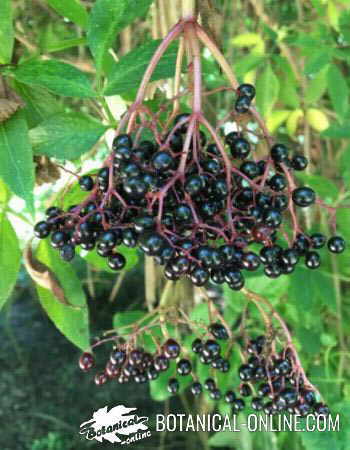 Elderberry branch with fruits