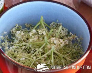 elderberry flowers