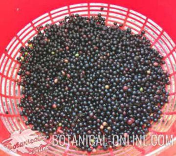 Elderberries in a basket