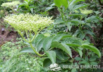 Corymb photo of elderberry (Sambucus nigra L.) forming its fruits.