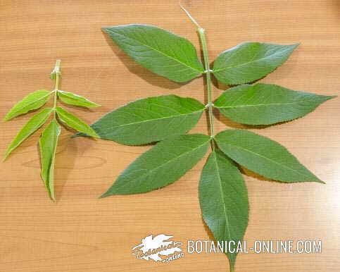 Comparison between the leaves of common elder and dwarf elder