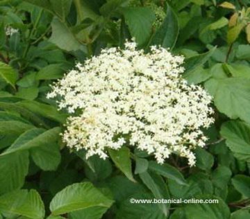 elder flowers