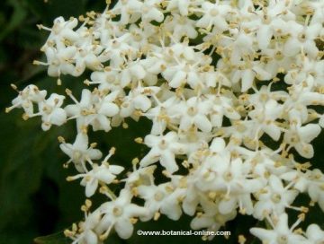 flores de saúco