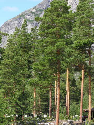 Forest of Scots pine in Norway