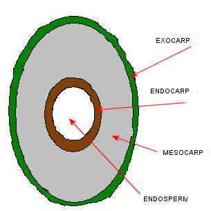 Sectional drawing of a coconut