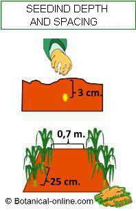 Corn seedding depth and plant spacing