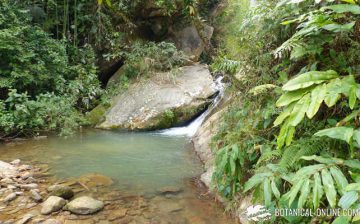 Jungle landscape