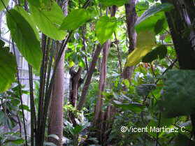 humid tropical forest