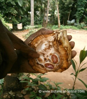 an open cocoa fruit showing the seeds inside