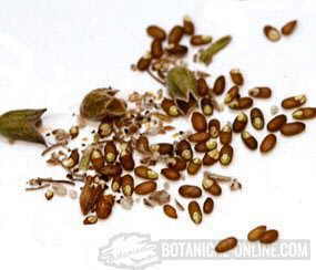 rosemary seeds and fruits