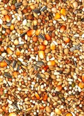 Different types of seeds