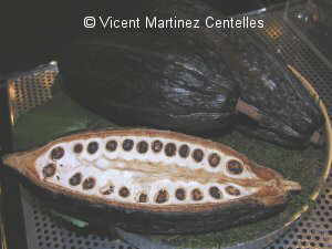 Photo of seeds and cocoa pulp