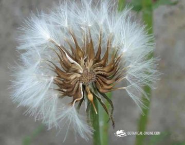 seeds compositae