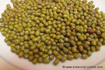 Photo of soybeans