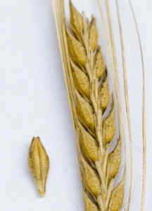 wheat seeds