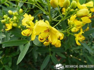 Senna corymbosa