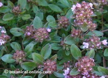 wild thyme flowers