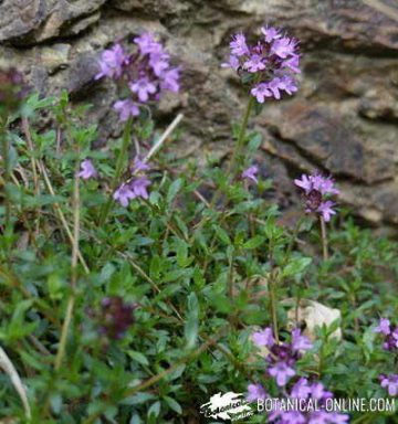 wild thyme