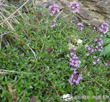 General appearance of the wild thyme plant