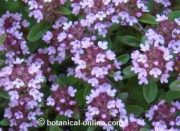 wild thyme