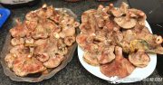 mushrooms
