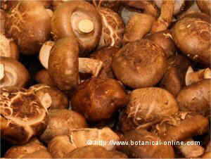 Photo of shiitake