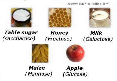 complex carbohydrate foods