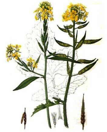 common mustard (Brassica nigra) (left), and white mustard (Sinapis alba)