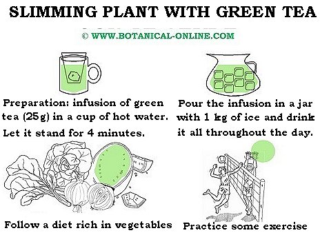 Slimming plant with green tea