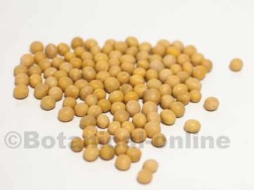 soy beans for food